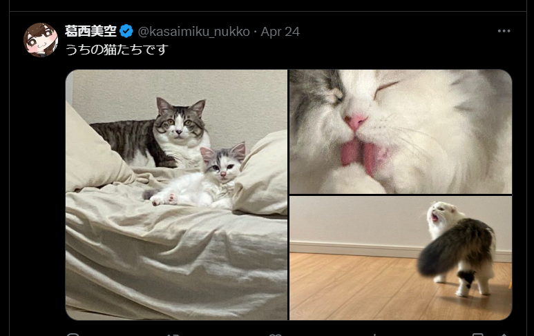 葛西美空の飼い猫