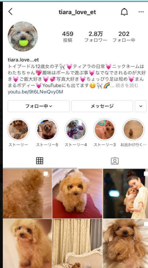 愛沢えみり愛犬のインスタ