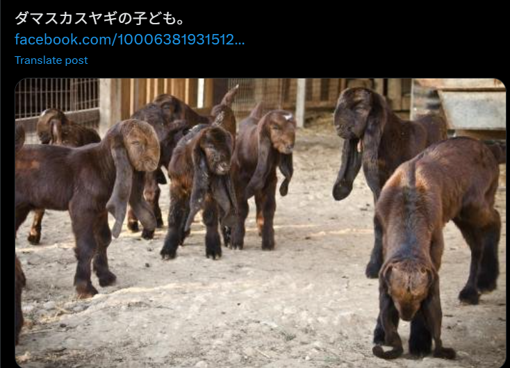 ダマスカスヤギ 子ども